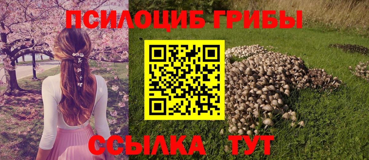 Амурск  Псилоцибиновые грибы Psilocybe  Вход с VPN 